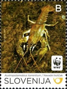 Colnect-932-987-Stone-Crayfish-Austropotamobius-torrentium.jpg