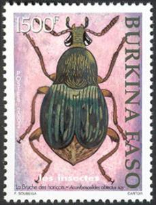 Colnect-894-183-Bean-Weevil-Acanthoscelides-obtectus.jpg