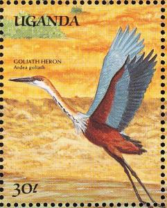 Colnect-5935-472-Ardea-goliath.jpg