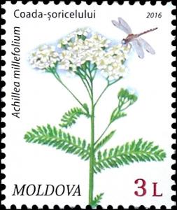 Colnect-3267-943-Yarow-Achillea-Millefolium.jpg