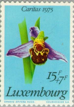 Colnect-134-338-Ophrys-apifera---Bee-Orchid.jpg