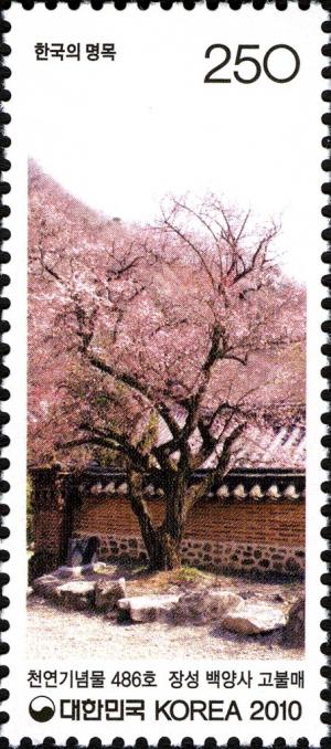 Colnect-1605-817-Old-Buddha--s-Plum-at-Baegyangsa-Temple-in-Jangseong.jpg