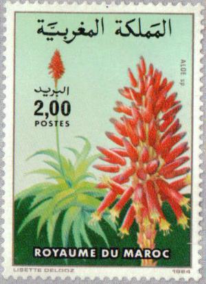 Colnect-2450-737-Aloe-speciosa.jpg