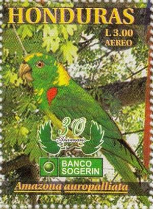 Colnect-3171-322-Yellow-naped-Amazon-Amazona-auropalliata.jpg