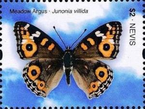 Colnect-3472-783-Meadow-argus-Junonia-villida.jpg