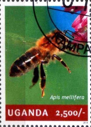 Colnect-4021-313-Apis-mellifera.jpg