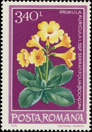 Colnect-5086-957-Primula-Primula-auricula-L-subsp-serratifolia.jpg