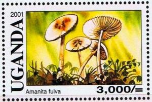 Colnect-6075-860-Amanita-fulva.jpg