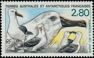 Colnect-886-891-Atlantic-Yellow-nosed-Albatross-Diomedea-chlororhynchos-.jpg