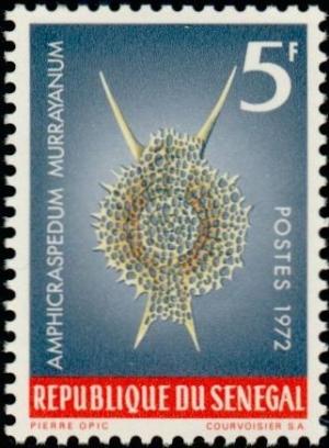 Colnect-897-887-Radiolarian-Amphicraspedum-murrayanum.jpg