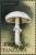 Colnect-4879-479-Abruptly-bulbous-Agaricus-Agaricus-abruptibulbus.jpg