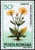 Colnect-4911-888-Arnica-montana.jpg