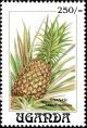 Colnect-6296-160-Ananas-comosus.jpg