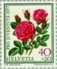 Colnect-140-640--quot-Rose-a-Parfum-de-l--Hay-quot-.jpg