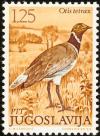 Colnect-1247-930-Little-Bustard-Tetrax-tetrax.jpg