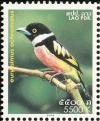 Colnect-1614-722-Black-and-yellow-Broadbill-Eurylaimus-ochromalus.jpg