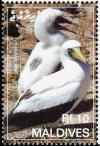 Colnect-1631-423-Masked-Booby-Sula-dactylatra.jpg