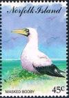 Colnect-2440-972-Masked-Booby-Sula-dactylatra.jpg