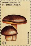 Colnect-3037-964-Boletus-aereus.jpg