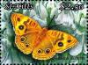 Colnect-3483-462-Mangrove-buckeye-Junonia-evarete.jpg