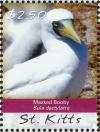 Colnect-3742-845-Masked-Booby-Sula-dactylatra.jpg