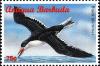 Colnect-4121-393-Black-skimmer.jpg