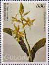 Colnect-4136-419-Phaius-blumei-var-assamicus.jpg