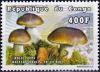 Colnect-5496-920-Boletus-edulis.jpg