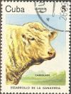 Colnect-679-253-Charolais-Bos-primigenius-taurus.jpg