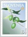 Colnect-703-186-Olive-branch-Olea-europea.jpg