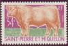 Colnect-875-177-Charolais-Bos-primigenius-taurus.jpg