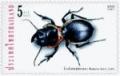 Colnect-418-781-Carabide-Beetle-Mouhotia-batesi.jpg