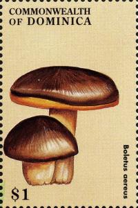 Colnect-3037-964-Boletus-aereus.jpg