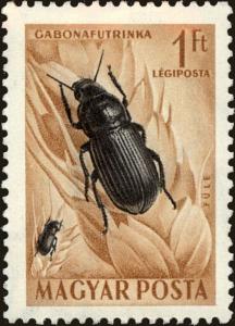 Colnect-5250-957-Corn-Ground-Beetle-Zabrus-tenebrioides.jpg