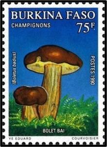 Colnect-2890-917-Boletus-badius.jpg