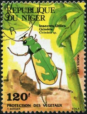 Colnect-1011-056-Tiger-Beetle-Cicindela-sp.jpg