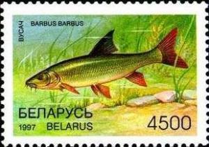 Colnect-1048-981-Common-Barbel-Barbus-barbus.jpg