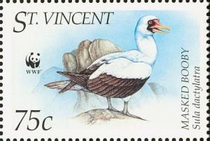 Colnect-1748-172-Masked-booby-Sula-dactylatra.jpg