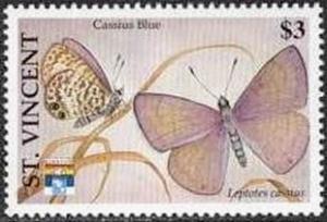 Colnect-2549-214-Cassius-Blue-Leptotes-cassius.jpg