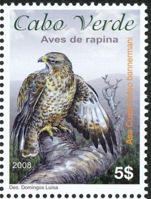 Colnect-3970-505-Cape-Verde-Buzzard-Buteo-bannermani.jpg