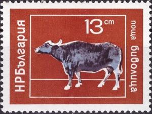 Colnect-4024-245-Domestic-Water-Buffalo-Bubalus-arnee-bubalis.jpg