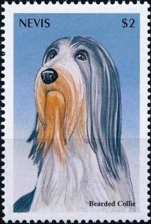 Colnect-4411-224-Bearded-collie.jpg