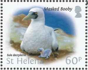 Colnect-4524-390-Masked-Booby-Sula-dactylatra.jpg