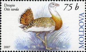 Colnect-737-327-Great-Bustard-Otis-tarda.jpg