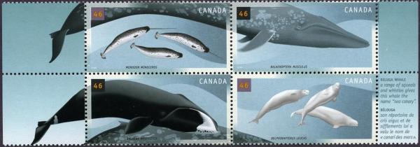 Colnect-210-030-Beluga-Whale.jpg