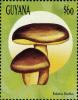 Colnect-3122-307-Boletus-badius.jpg