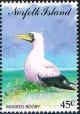 Colnect-2440-972-Masked-Booby-Sula-dactylatra.jpg