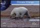 Colnect-2576-214-Polar-Bear-Ursus-maritimus.jpg