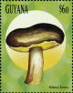 Colnect-3117-562-Boletus-aereus.jpg