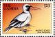 Colnect-3505-634-Masked-Booby-Sula-dactylatra.jpg